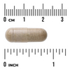 Swanson Echinacea Extract 60 kapsułek