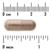 Swanson Pokrzywa Indyjska (Coleus Forskohlii) 400 mg 60 kapsułek